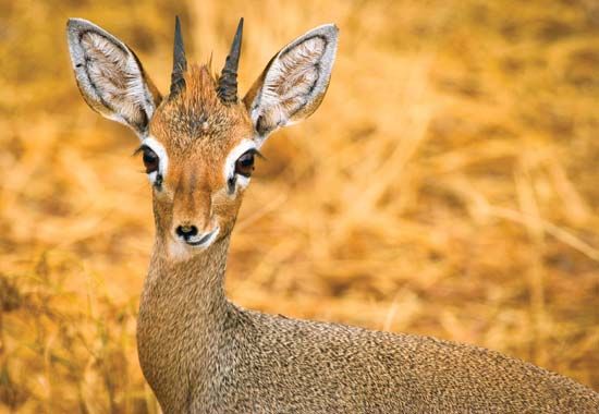 Kirk's dik-dik