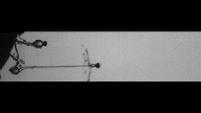 Observe the dispersion of a spore-filled sporangium from Pilobolus kleinii