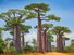 Baobab trees, (genus Adansonia) in Madagascar. Baobab trees are categorized under nine species of deciduous trees of the hibiscus, or mallow, family (Malvaceae).