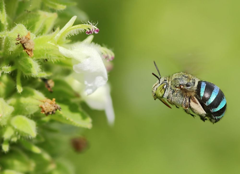 Blue banded bee (Amegilla) flying near a flower, Coimbatore, Tamil Nadu, India. (insects, bees)