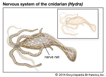 cnidarian nervous system