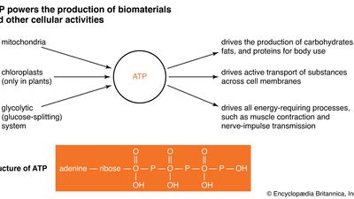 adenosine triphosphate; physiology