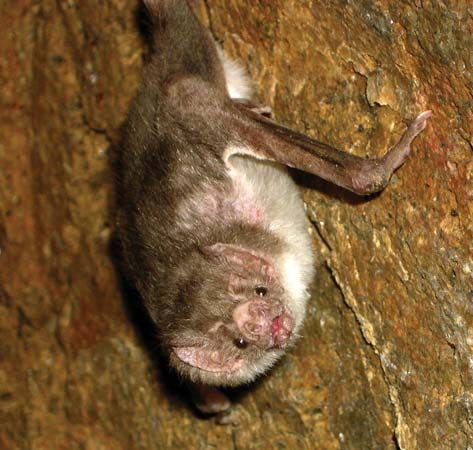 common vampire bat