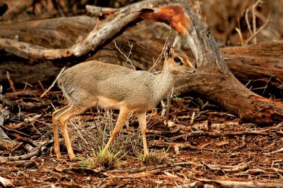 Kirk's dik-dik