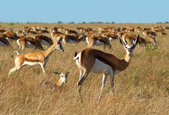 Springboks (Antidorcas marsupialis).