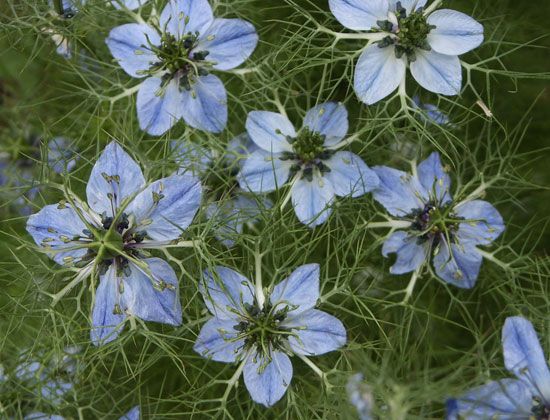 black cumin flowers