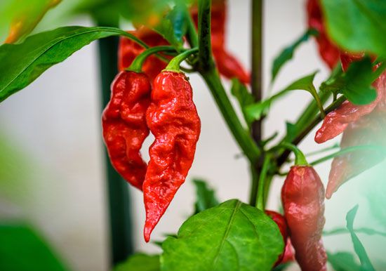 ghost peppers