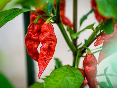 ghost peppers