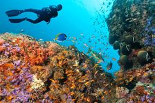 A diver exploring a coral reef in the Maldives.