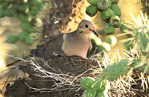 mourning doves (Zenaida macroura)