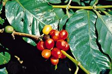 coffee plant