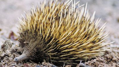 short-beaked echidna (Tachyglossus aculeatus)