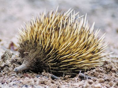 short-beaked echidna (Tachyglossus aculeatus)