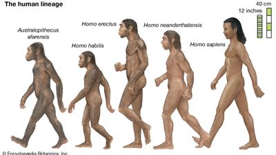 human lineage