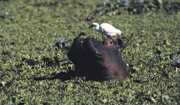 A hippopotamus in the Zambezi River.