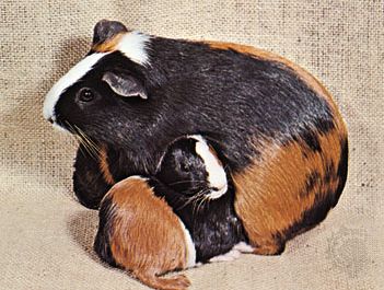 guinea pigs