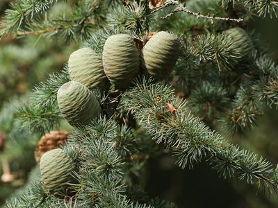 cedar of Lebanon