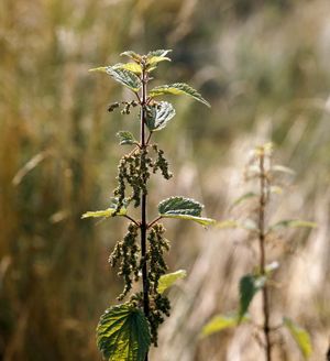 stinging nettle