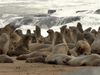 Unusual diet of black-backed jackals on Namibia's coast