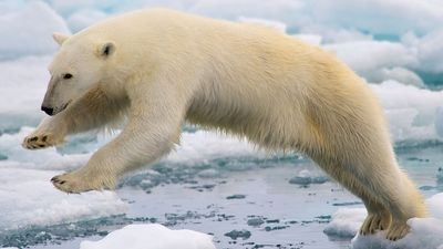 Polar bear leaping among ice floes at Spitsbergen, Svalbard archipelago, Norway, the Arctic. Sea ice climate change mammal jump global warming