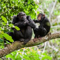 Mother and juvenile chimpanzees on a tree branch. Taken in the wild in Africa.