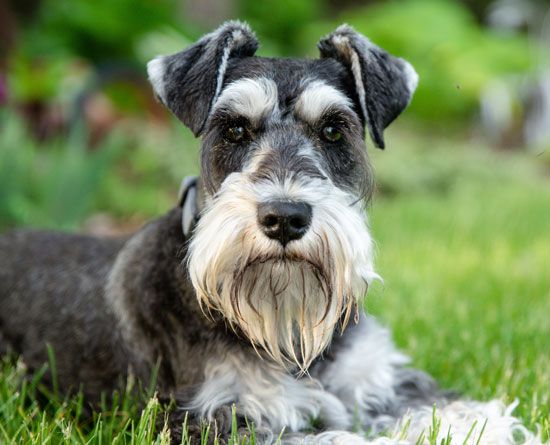 Miniature Schnauzer