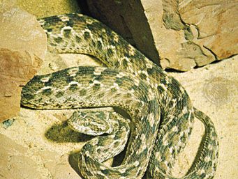 Saw-scaled viper (Echis carinatus).