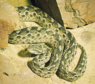 Saw-scaled viper (Echis carinatus).