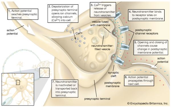 Synapse