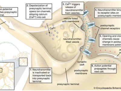 Synapse