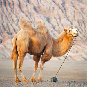 Bactrian camel