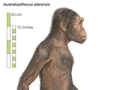 Australopithecus afarensis