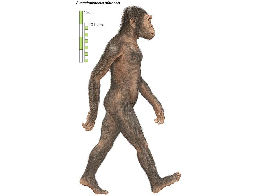 Australopithecus afarensis