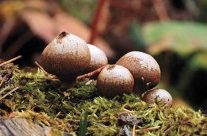 stump puffball