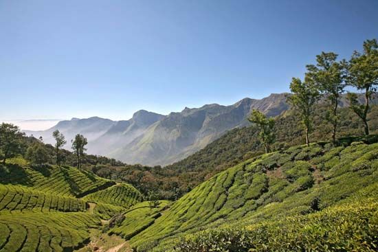 Kerala, India: tea plantation