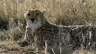 Saving big cats at the AfriCat Foundation in Namibia