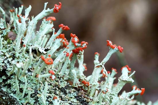 British soldiers lichen