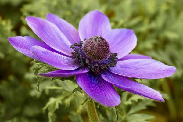 Anemone coronaria, the poppy anemone, Spanish marigold, or windflower, is a species of flowering plant.