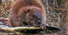 Big beaver gnawing on limb at river's edge