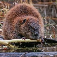 Big beaver gnawing on limb at river's edge