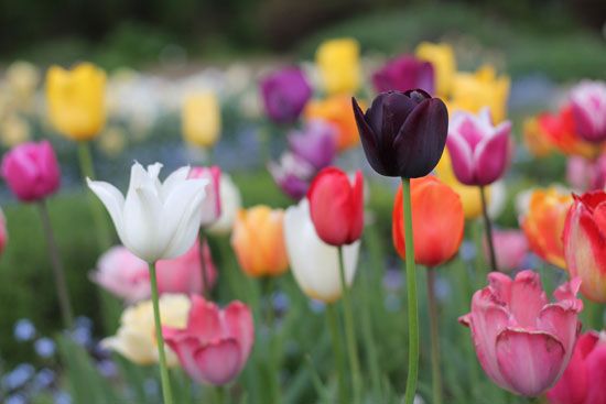 tulips