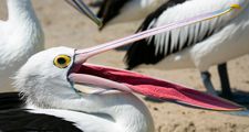 Hungry Pelican waiting to be fed, beak open, Australia