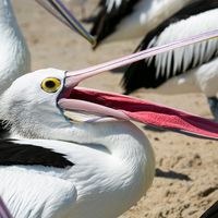 Hungry Pelican waiting to be fed, beak open, Australia