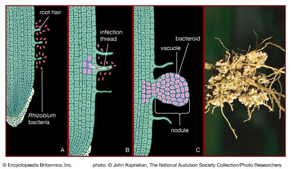 Nitrogen-fixing bacteria