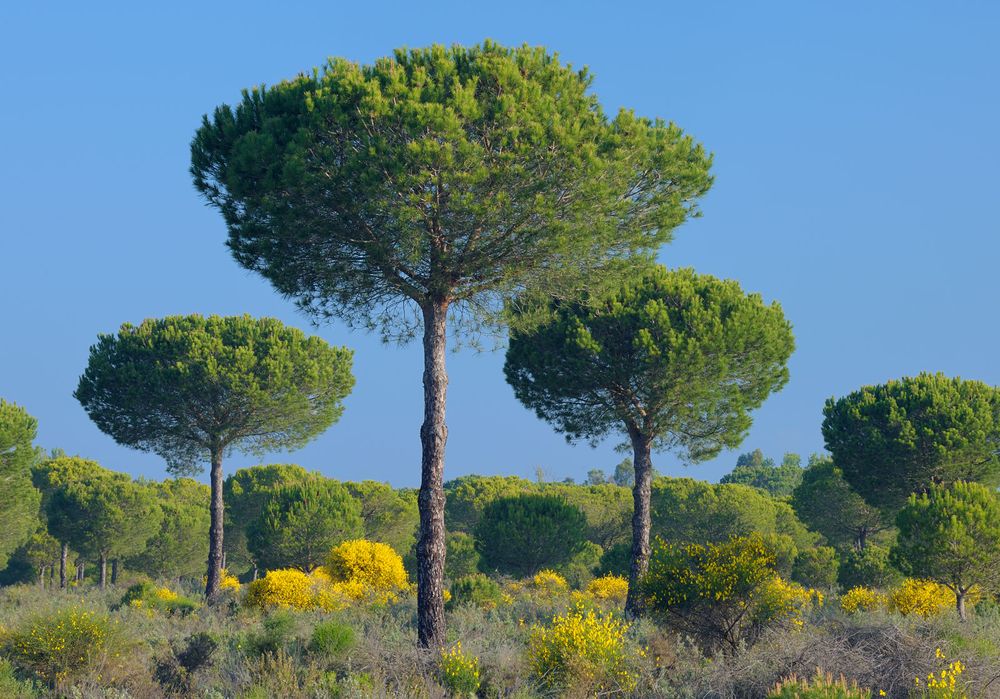 Pine trees, Donana National Park, Huelva province, Andalusia, near Seville, Spain. (UNESCO World Heritage Site)