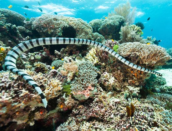 sea snake