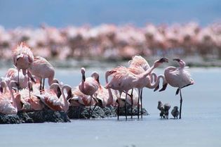 Flamingos