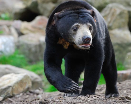 sun bear