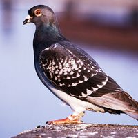 bird. pigeon. carrier pigeon or messenger pigeon, dove