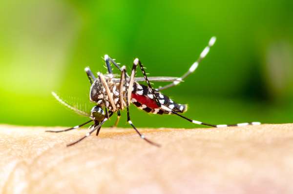 Macro Aedes aegypti Mosquito. Close up a Mosquito sucking human blood,